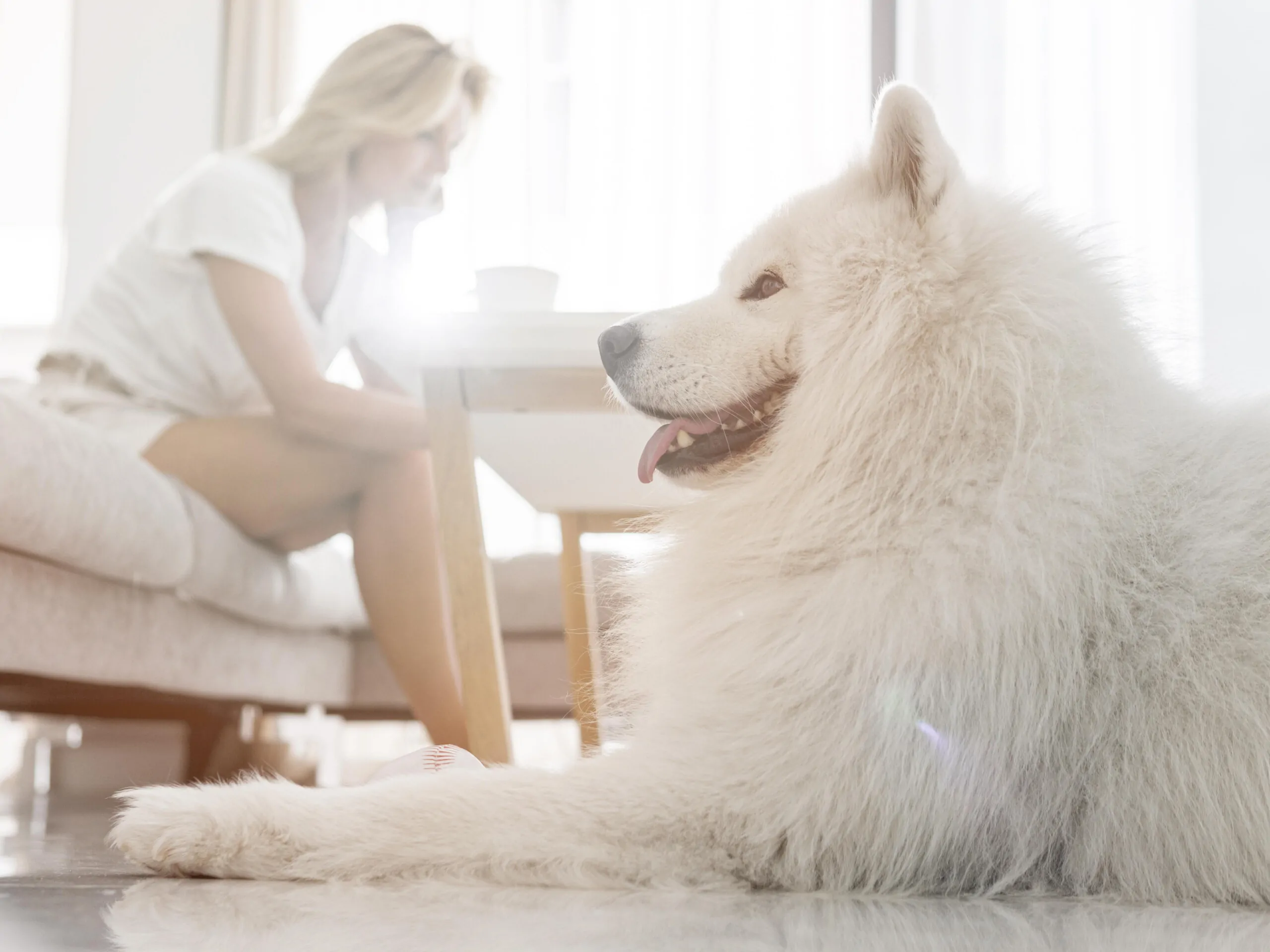 Evde Uçuşan Tüyleri Temizleme Cihazı ile Konforlu Kullanım