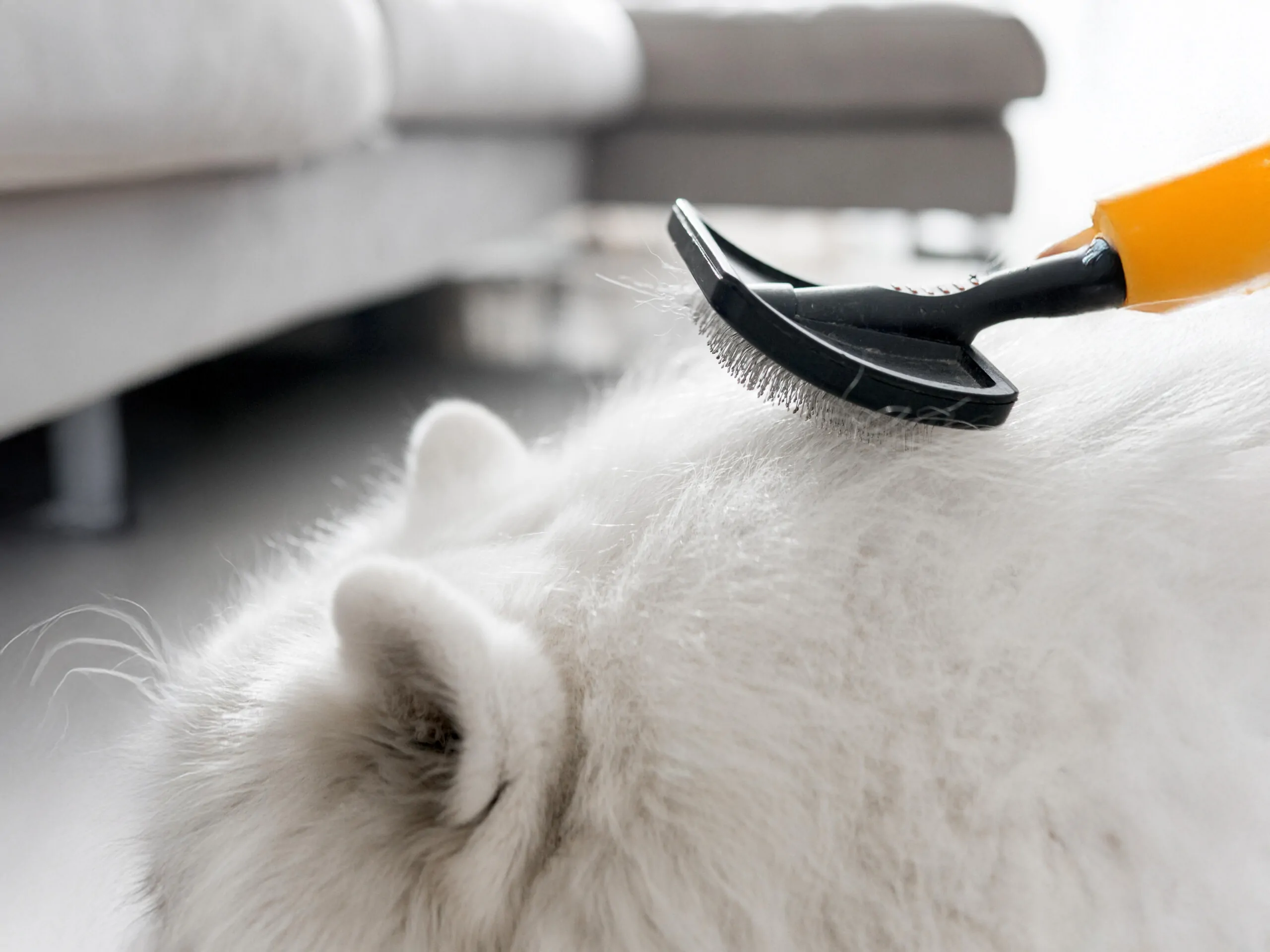 Kedi Tüyü Hava Temizleyici Neden Önemlidir